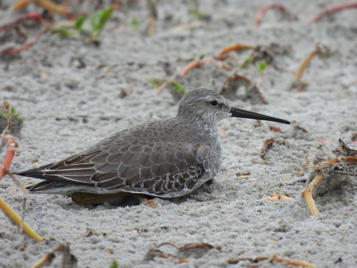 Stilt Sandpiper - ML609198468