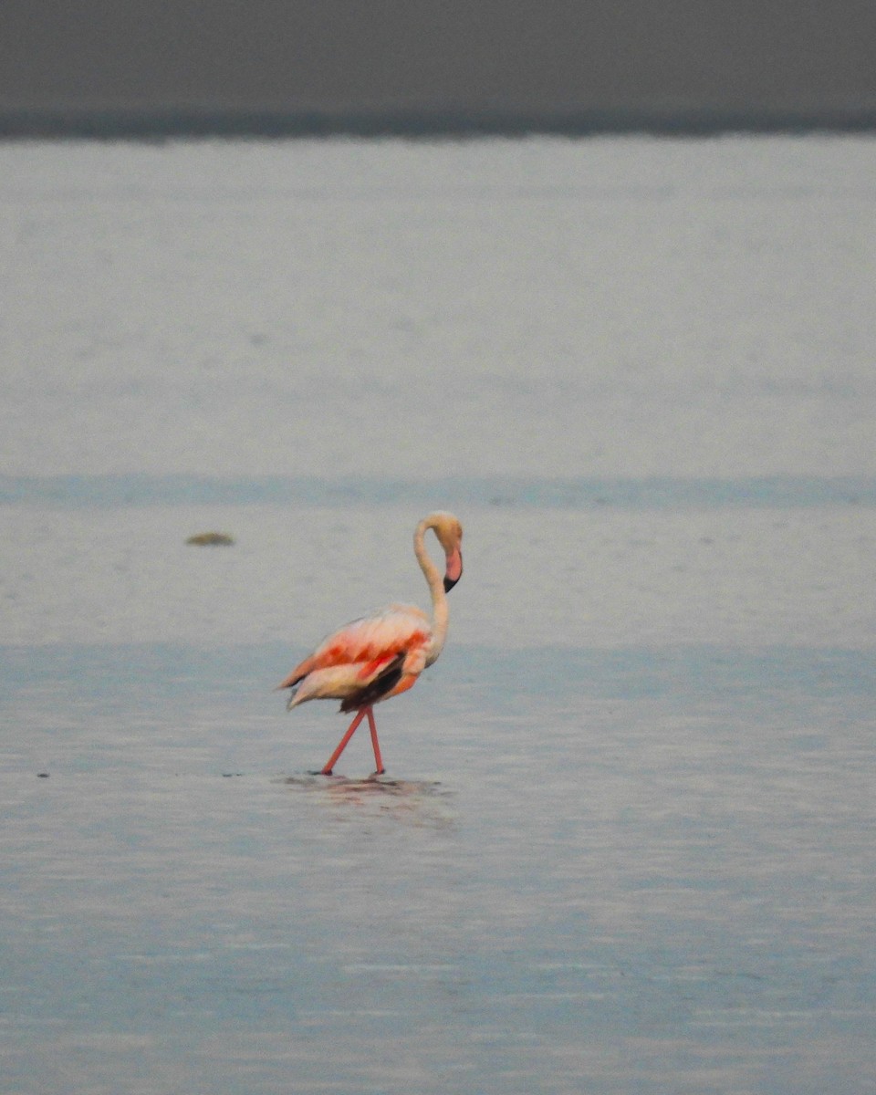 Greater Flamingo - ML609198511