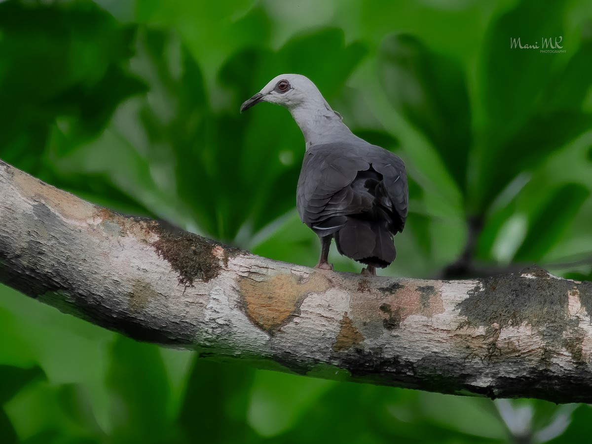 Andaman Wood-Pigeon - ML609198558