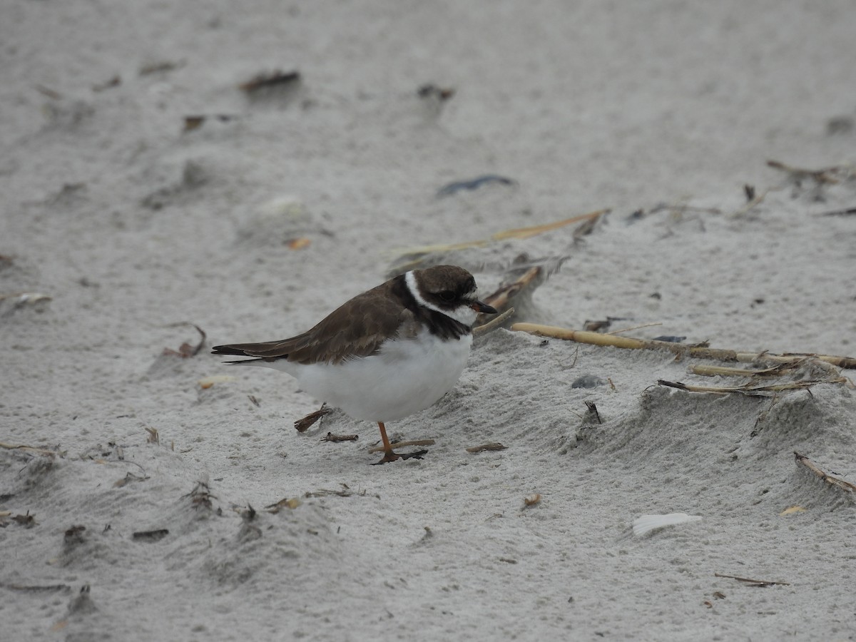 Semipalmated Plover - ML609198575