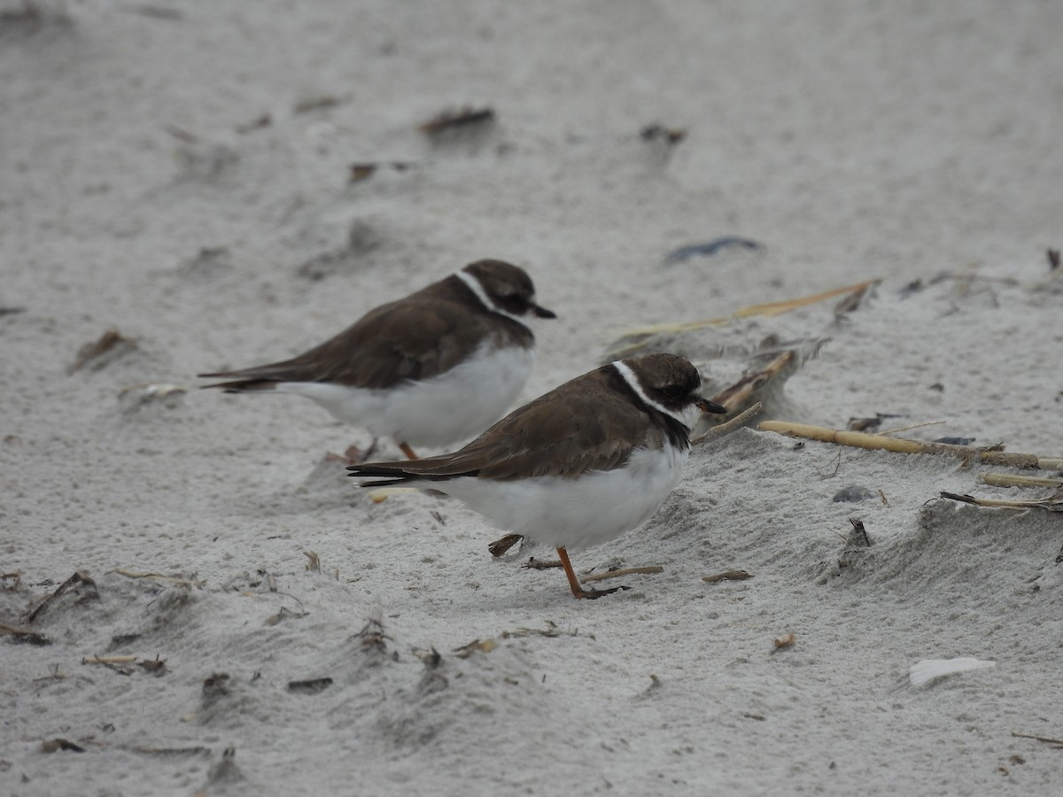 Semipalmated Plover - ML609198576