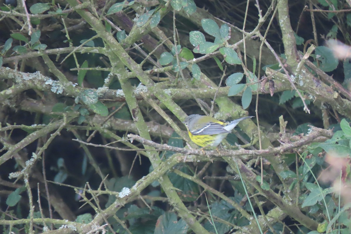 Magnolia Warbler - Matt  Doyle