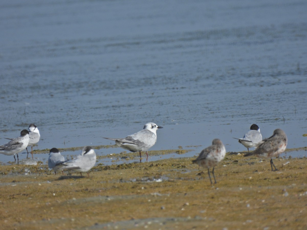 Common Tern - ML609198687