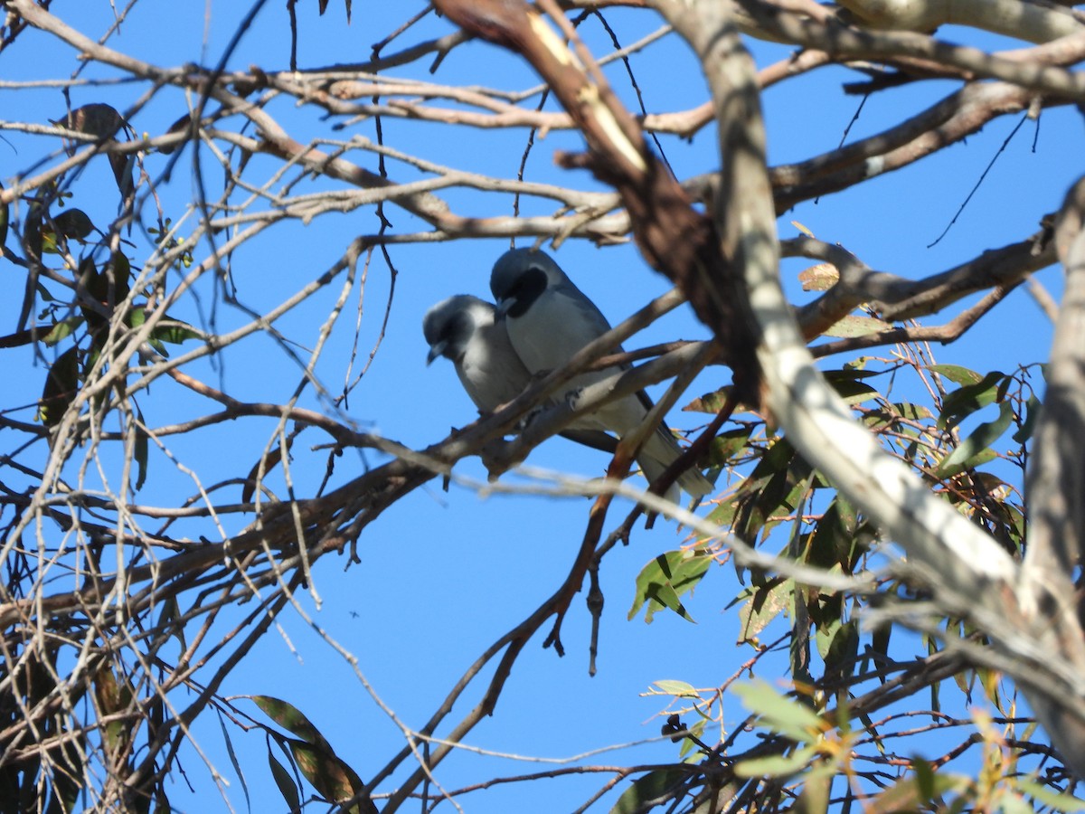 Masked Woodswallow - ML609198694