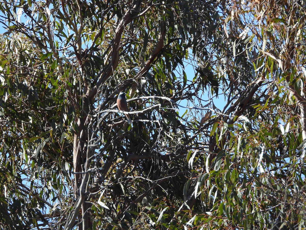 White-browed Woodswallow - ML609198695