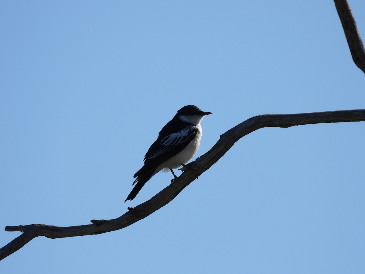 White-winged Triller - ML609198703