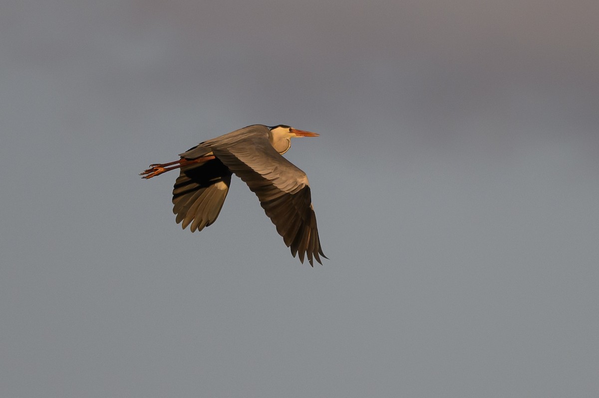 Gray Heron - Stephen Davies