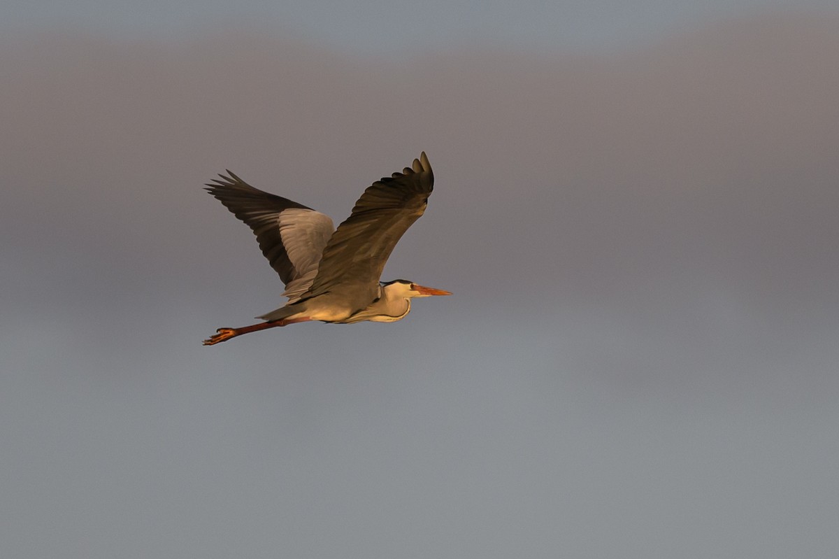 Gray Heron - Stephen Davies