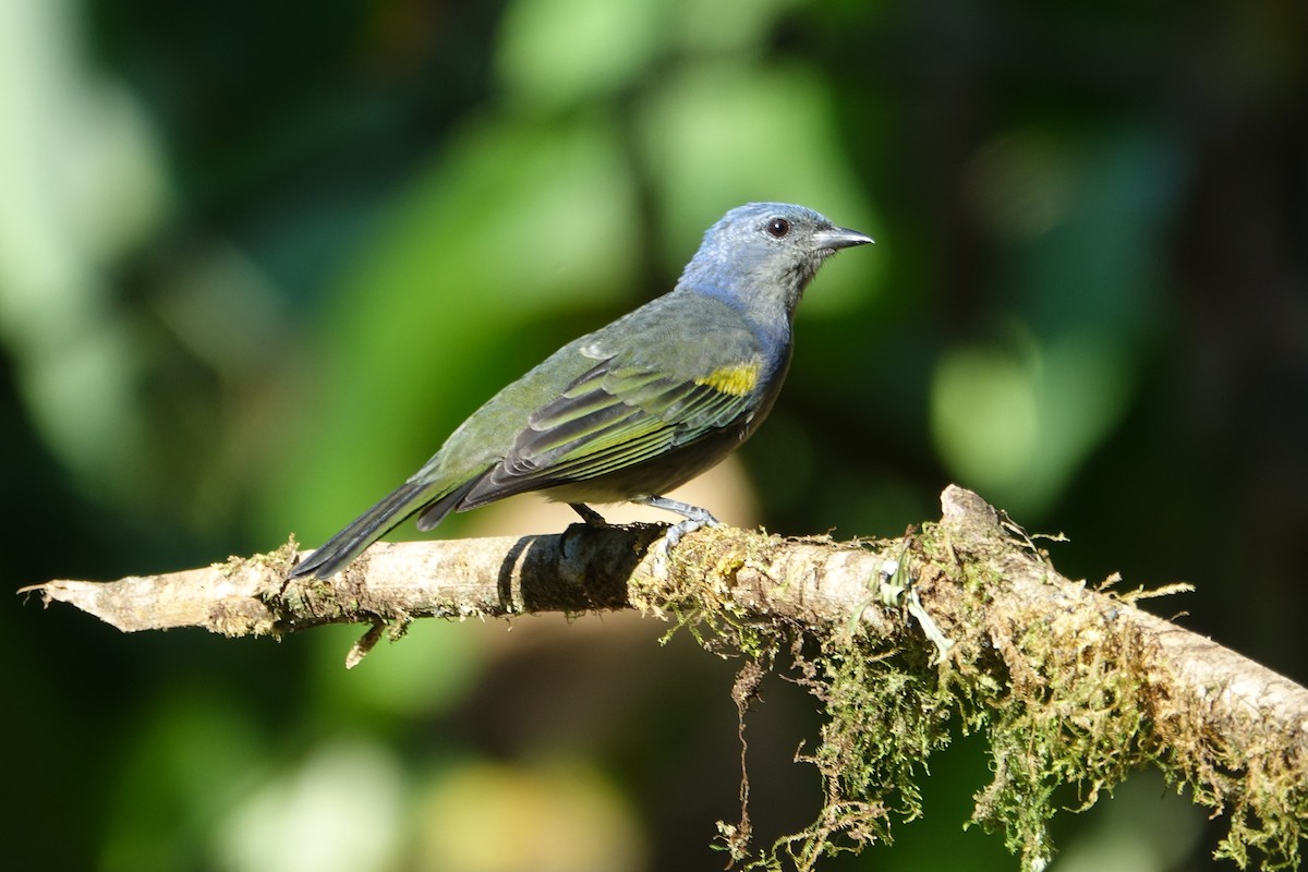 Golden-chevroned Tanager - ML609198768