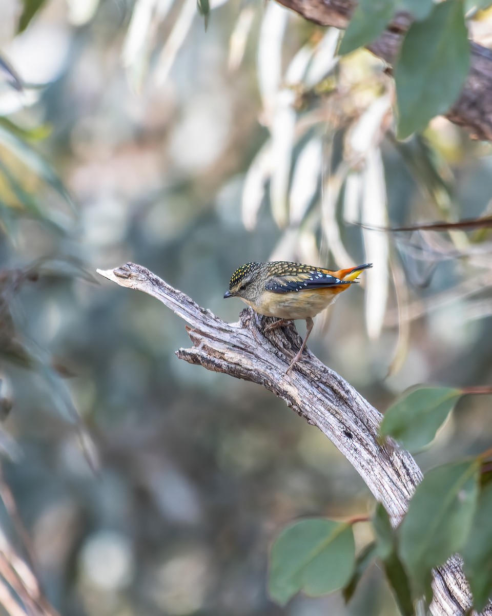 Spotted Pardalote - ML609198786