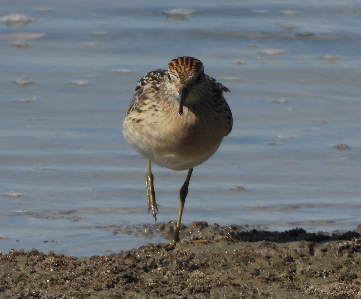 Sharp-tailed Sandpiper - ML609198830