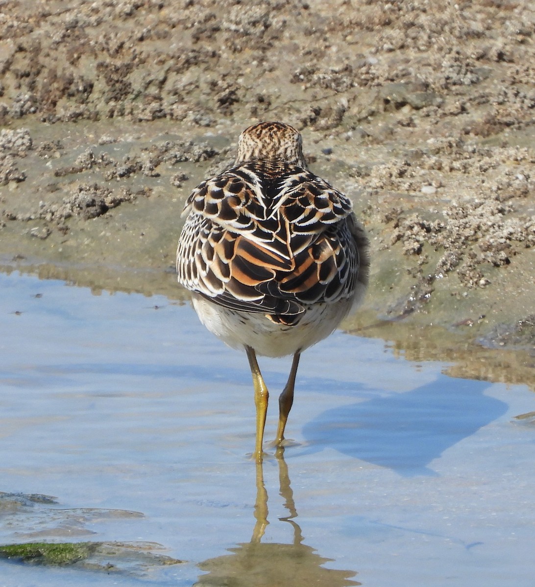 Sharp-tailed Sandpiper - ML609198831