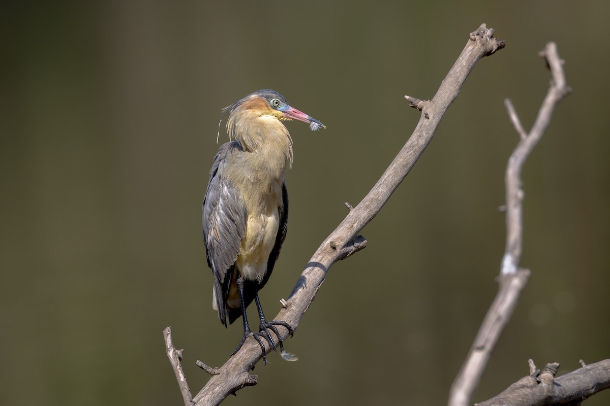 Whistling Heron - ML609198864