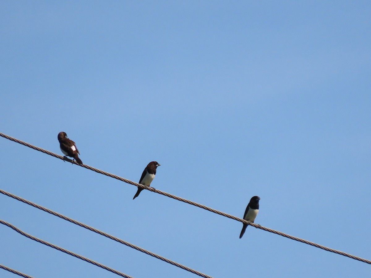 White-rumped Munia - ML609198869