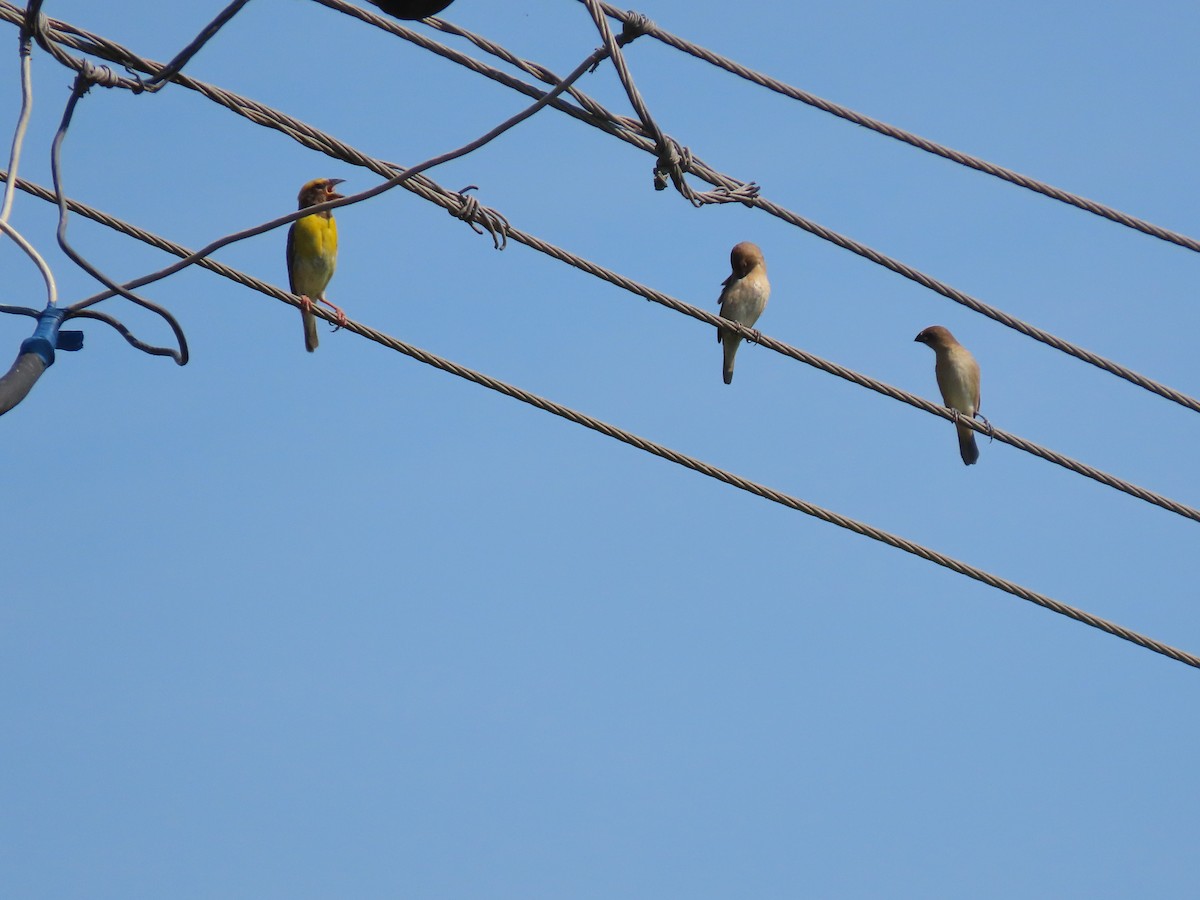 Baya Weaver - ML609198882