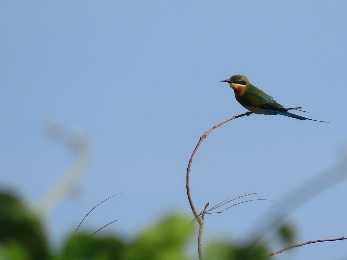 Blue-tailed Bee-eater - ML609198929