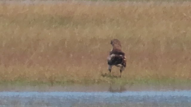 Short-toed Snake-Eagle - ML609198953