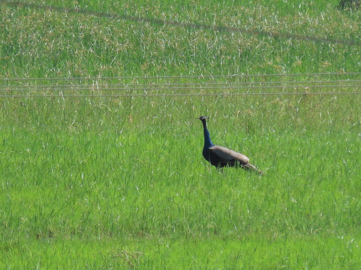 Indian Peafowl - ML609198963