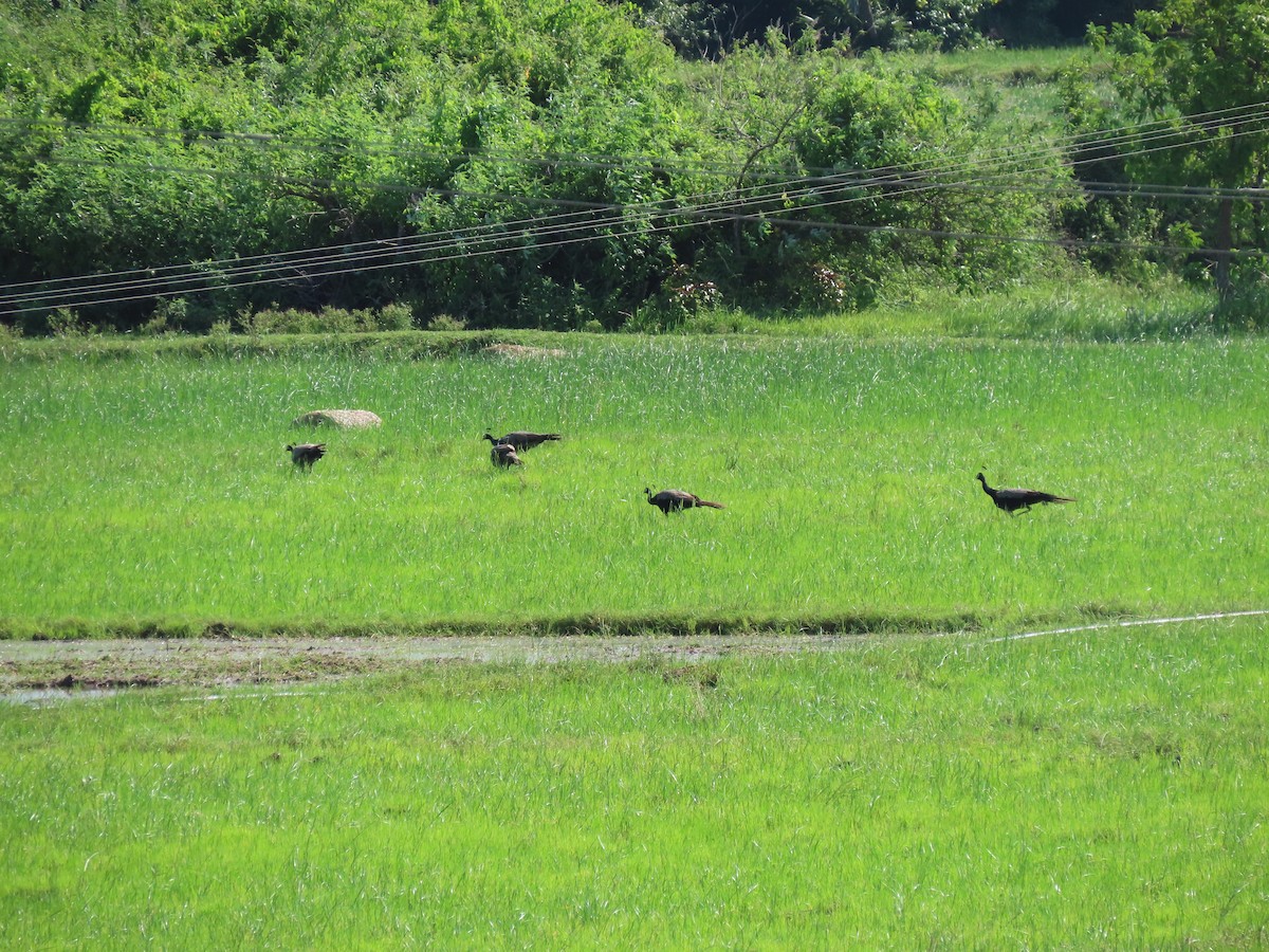 Indian Peafowl - ML609198964