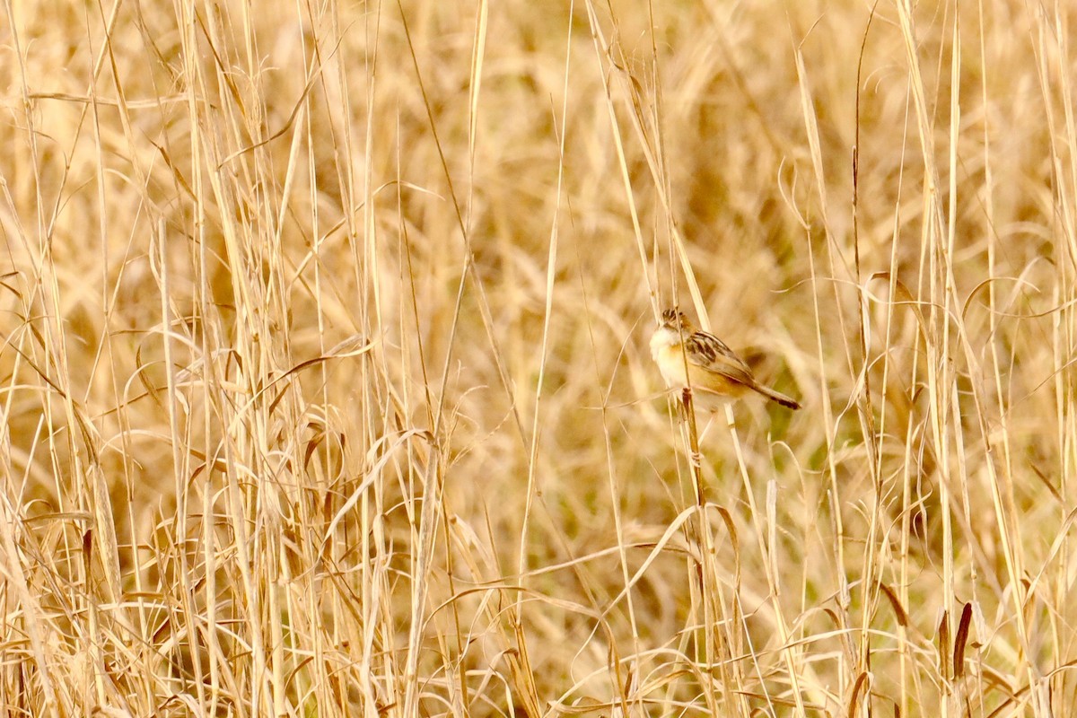 Golden-headed Cisticola - ML609199055