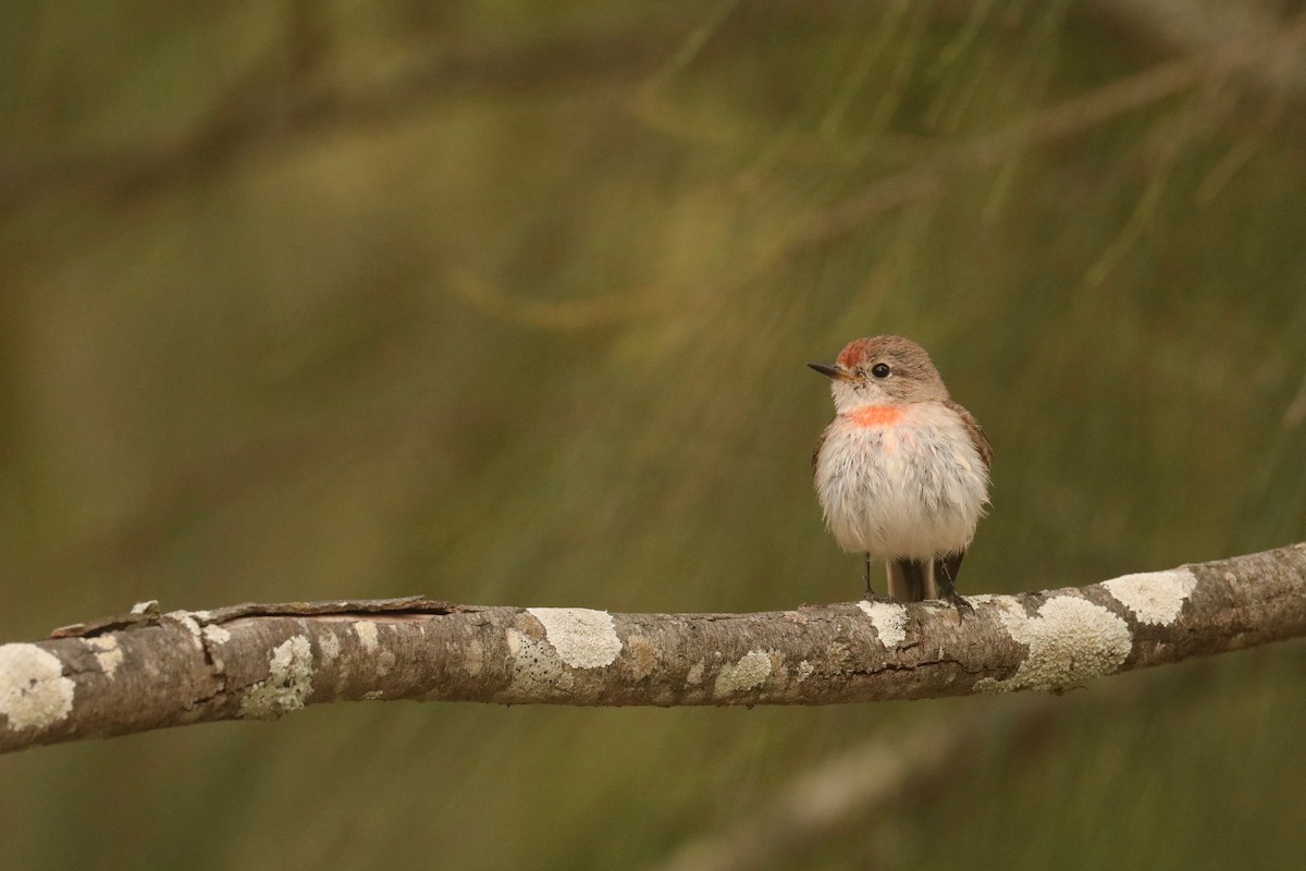 Red-capped Robin - ML609199070