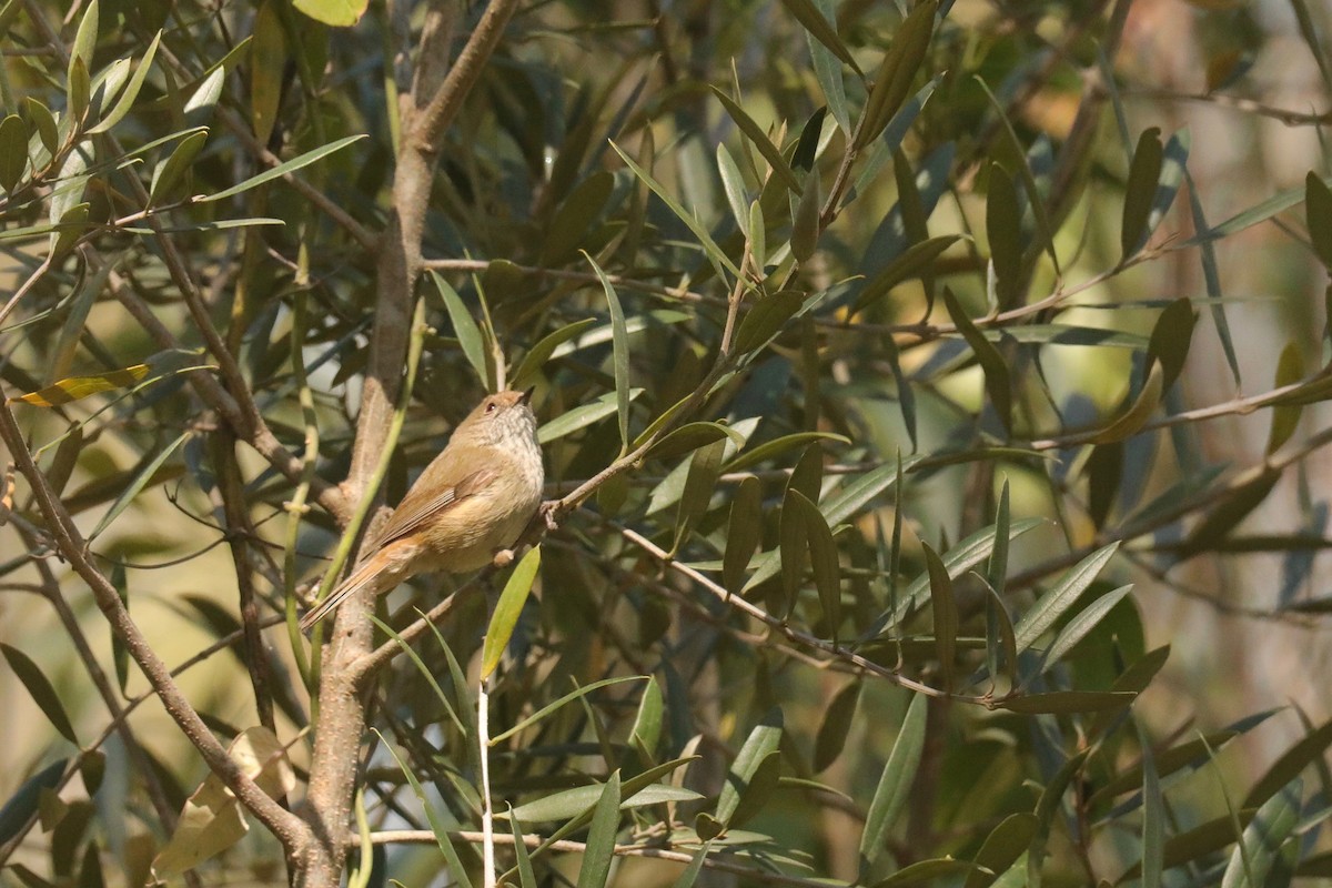 Brown Thornbill - ML609199089