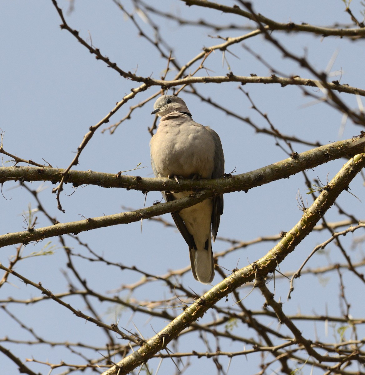 Ring-necked Dove - ML609199095
