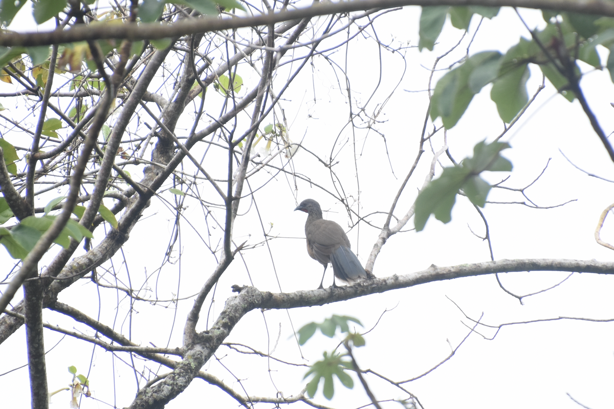 Plain Chachalaca - Adolfo Castro