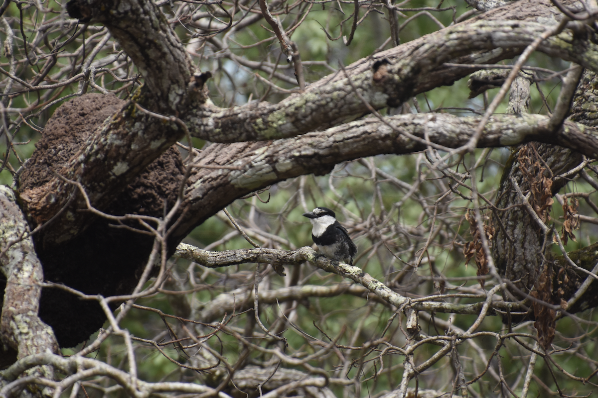 White-necked Puffbird - ML609199111