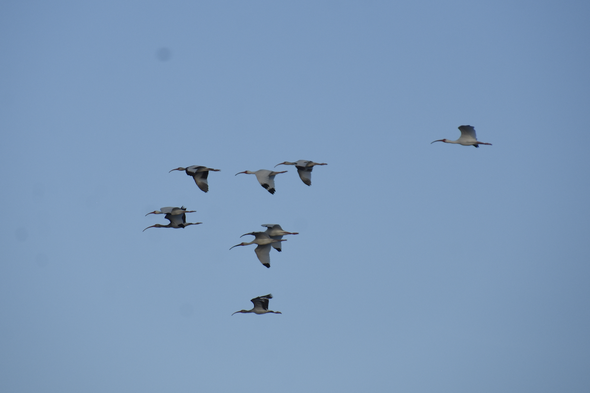 White Ibis - Adolfo Castro