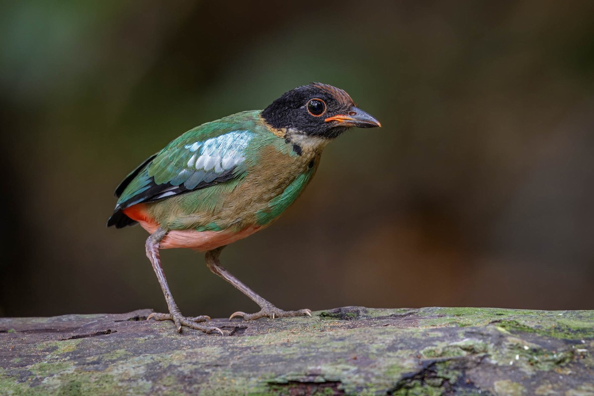 Western Hooded Pitta (Sunda) - ML609199188