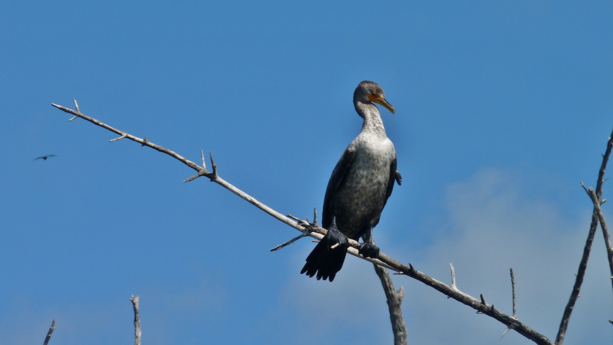 Double-crested Cormorant - ML609199283