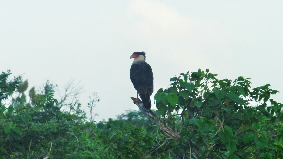 Crested Caracara (Northern) - ML609199316