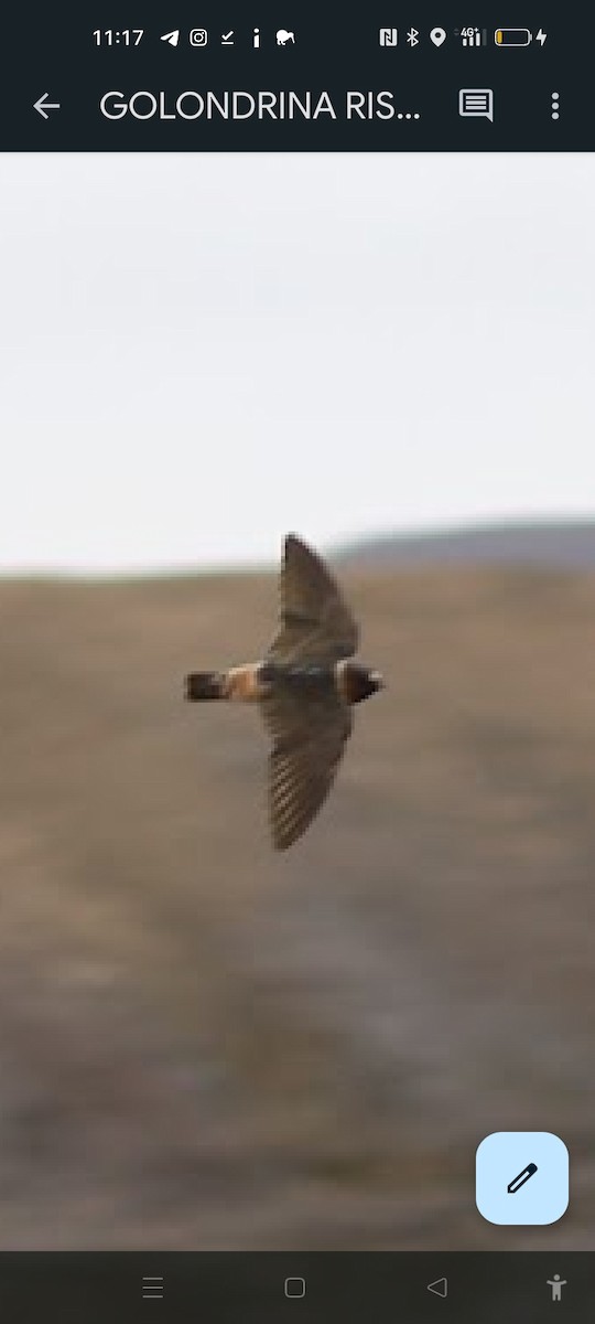Cliff Swallow - Eliseo Reyes