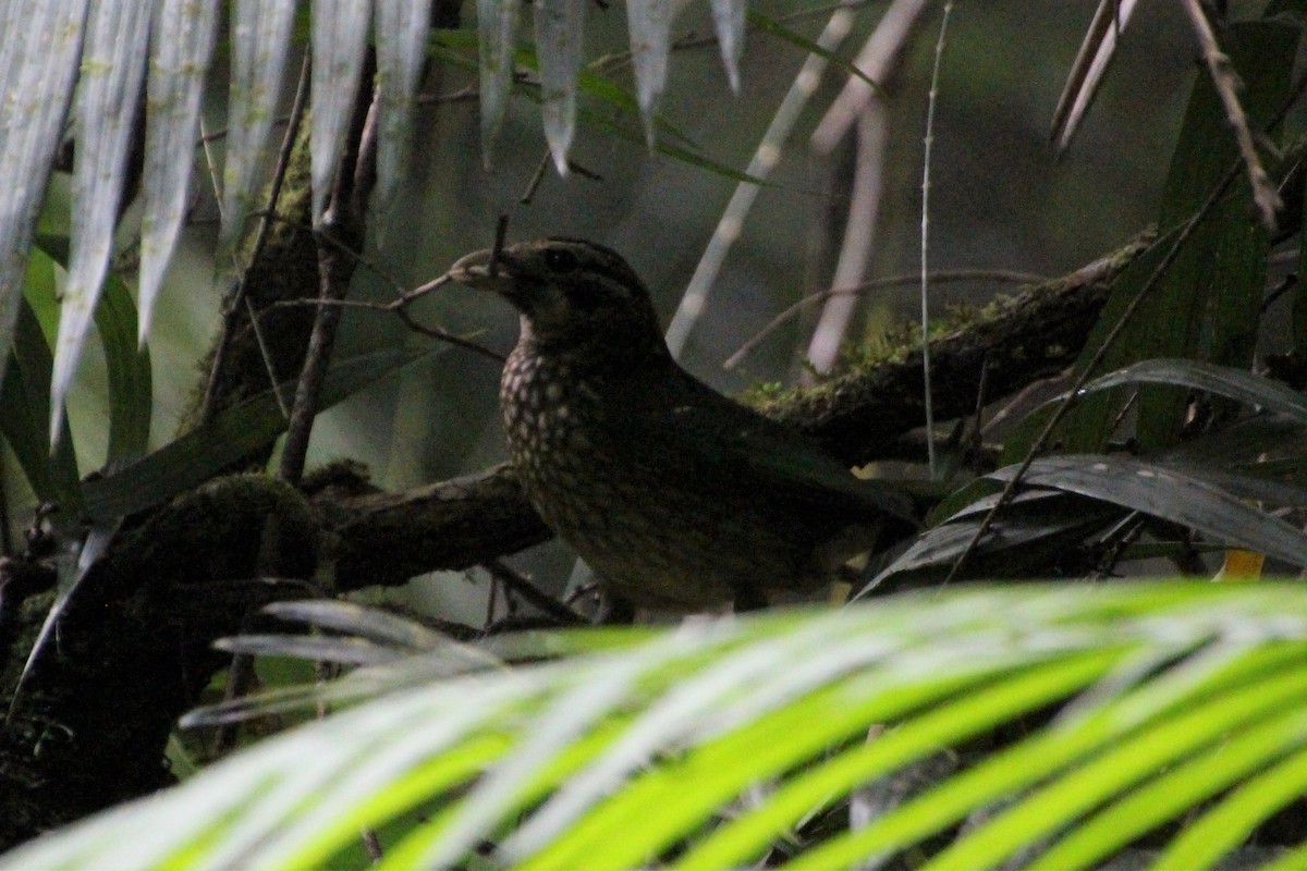 Spotted Catbird - ML609199339