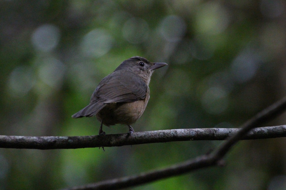 Rufous Shrikethrush - ML609199341