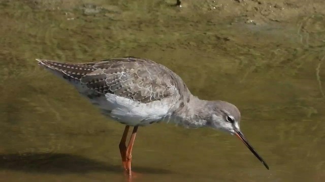 Spotted Redshank - ML609199359