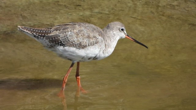 Spotted Redshank - ML609199363