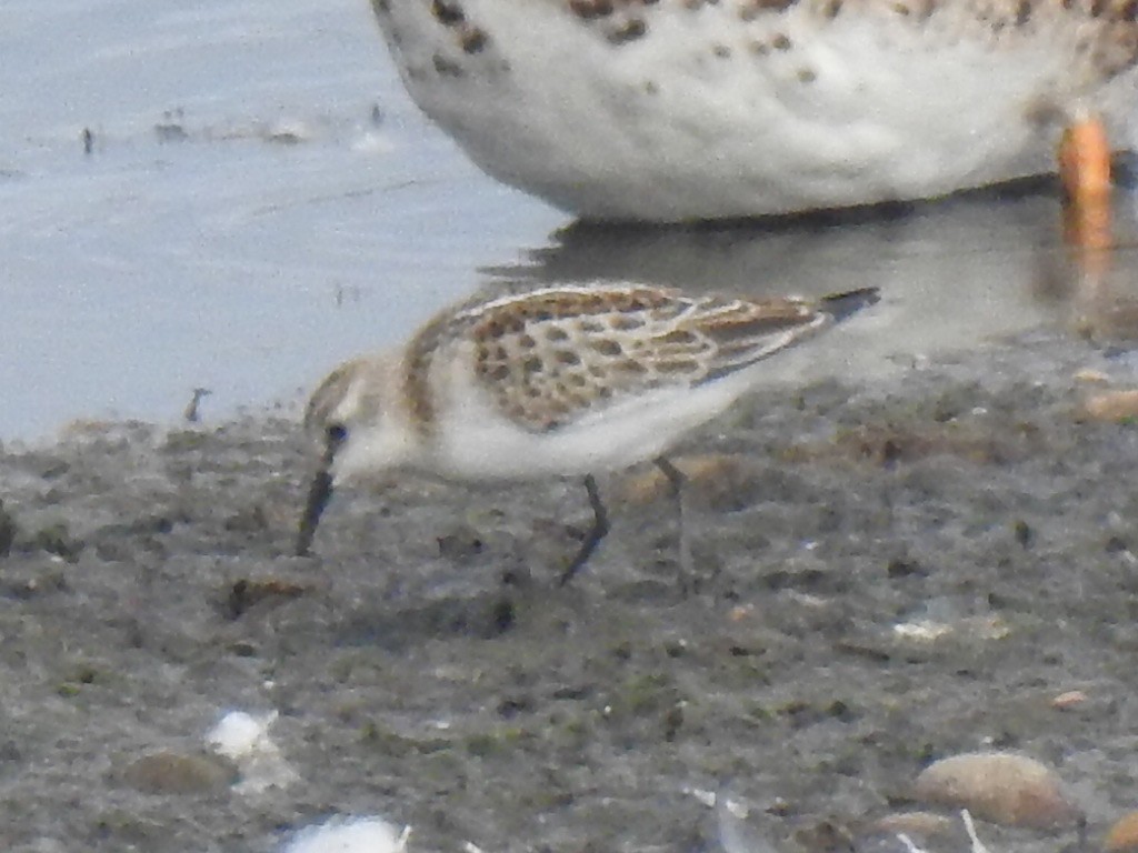 Little Stint - ML609199562