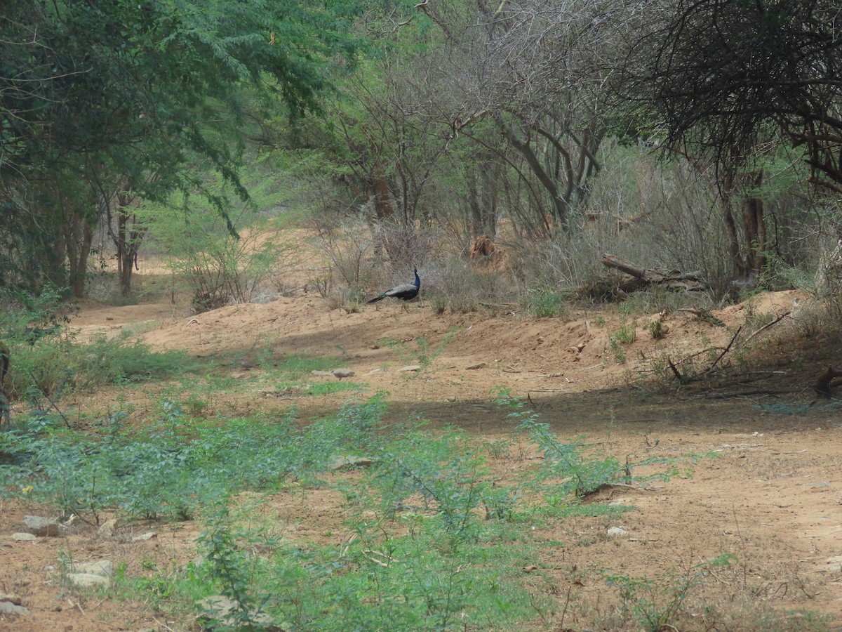 Indian Peafowl - ML609199577