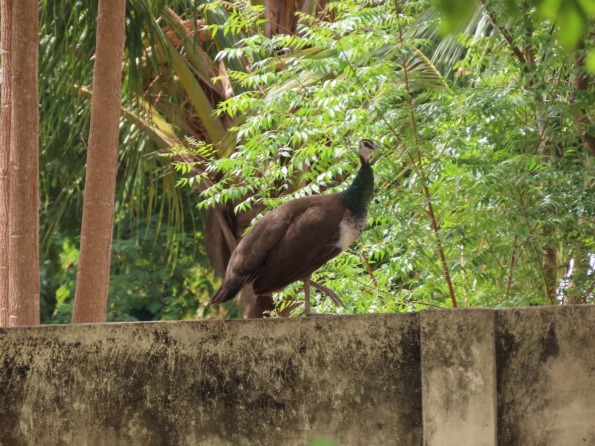 Indian Peafowl - ML609199591