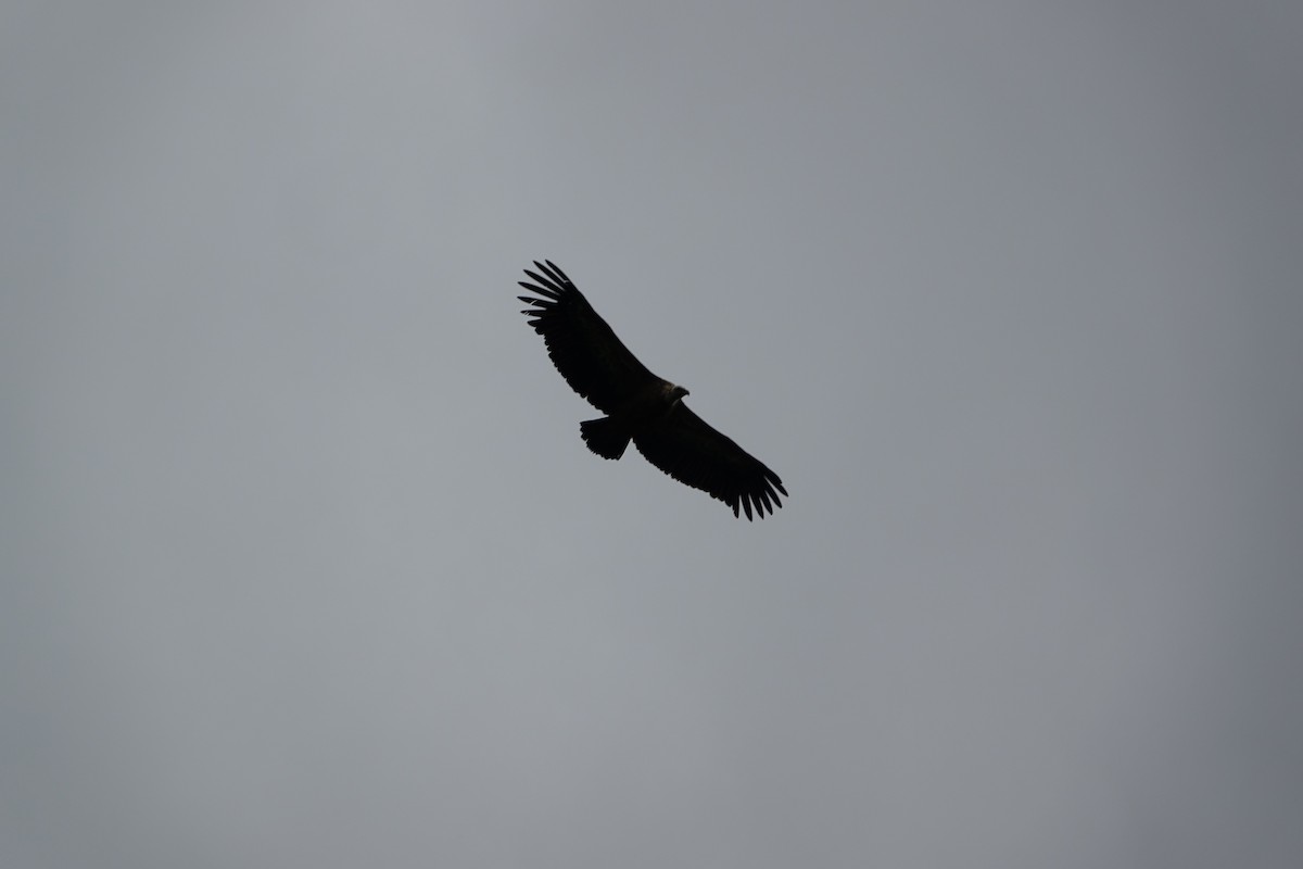 Ухаа хажир - ML609199663