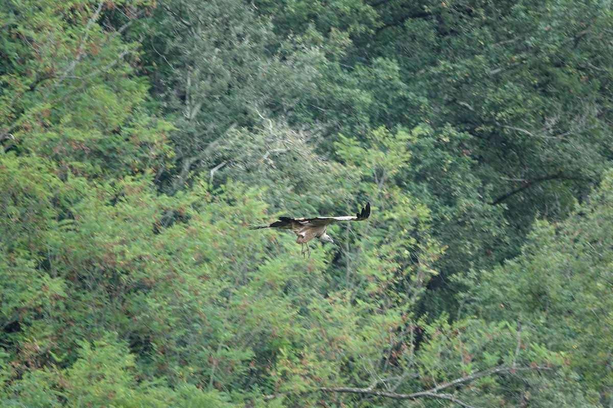 Ухаа хажир - ML609199664