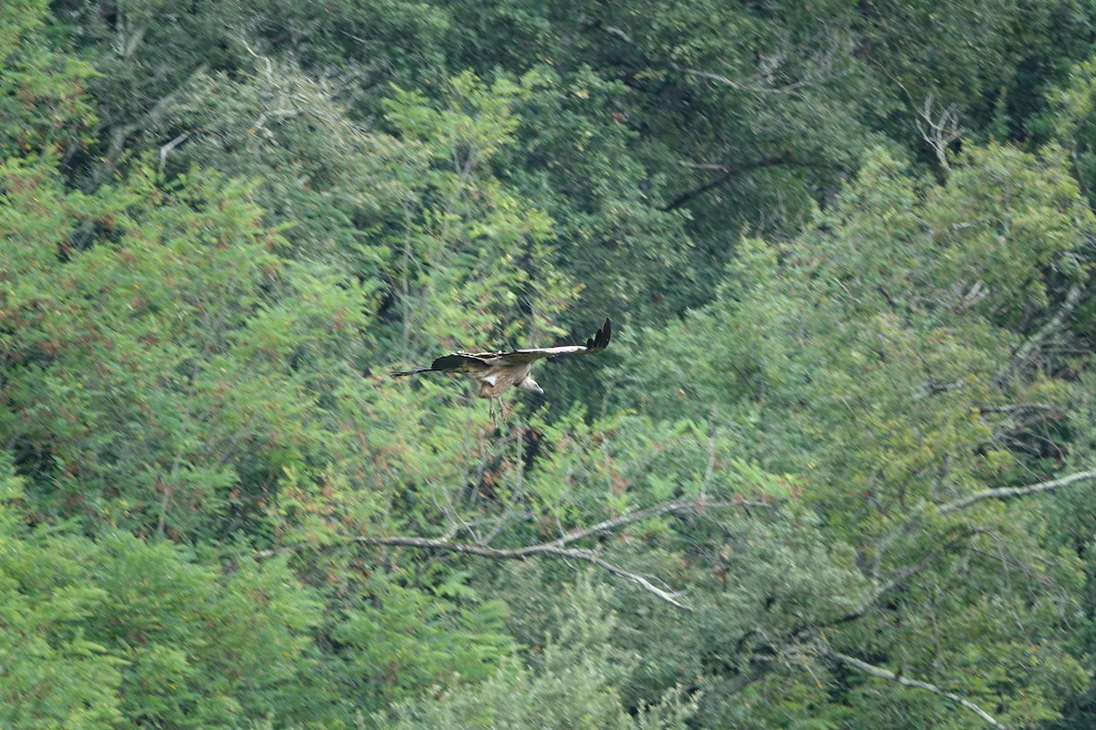 Ухаа хажир - ML609199665