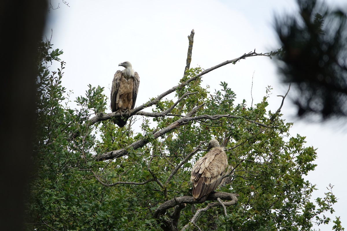 Ухаа хажир - ML609199666