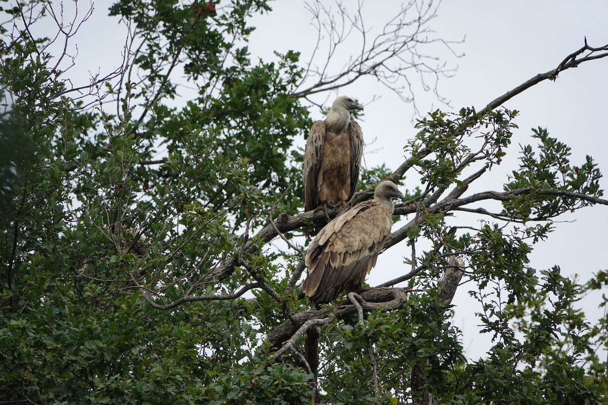 Ухаа хажир - ML609199667