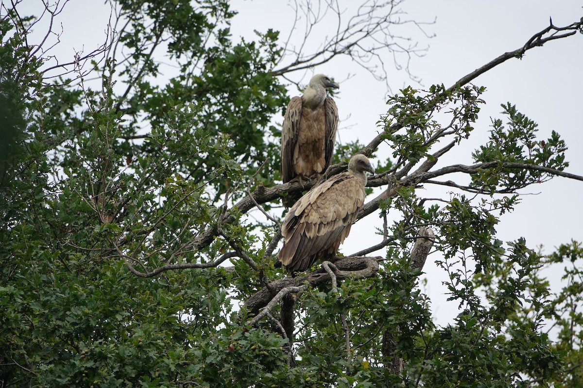 Ухаа хажир - ML609199668