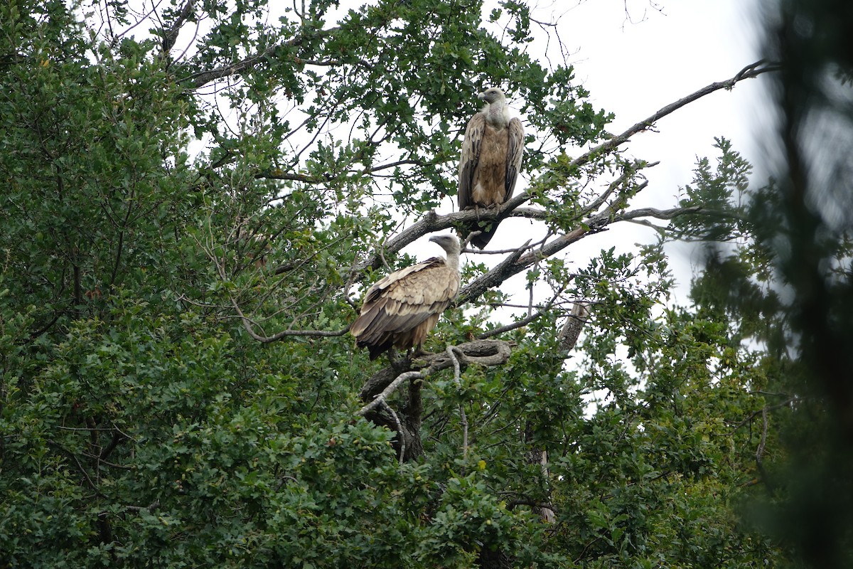 Ухаа хажир - ML609199669