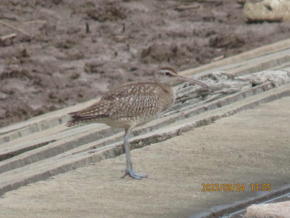 Whimbrel - ML609199691