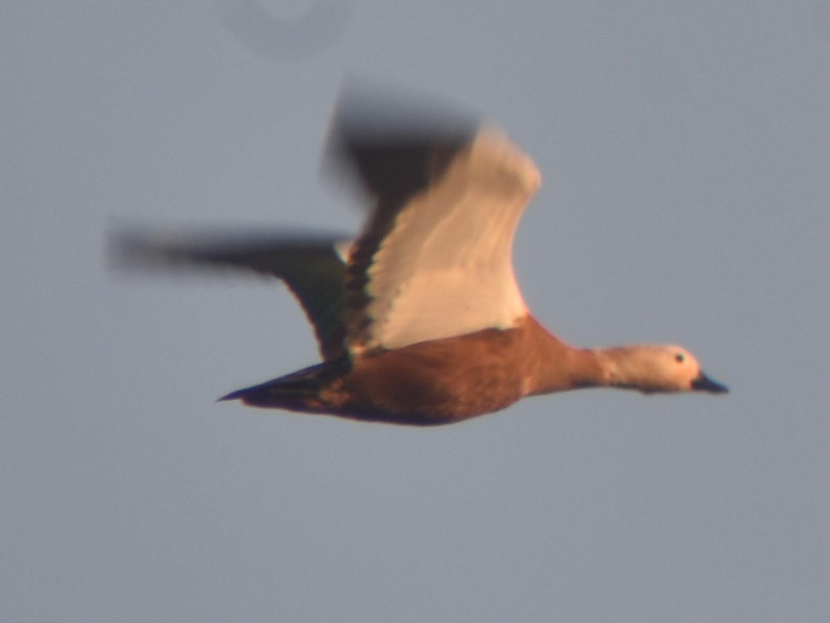 Ruddy Shelduck - ML609199717